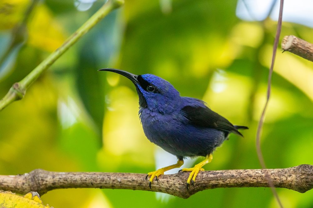 Caribbean-Trinidad-Asa Wright Nature Center Male purple honeycreeper on limb